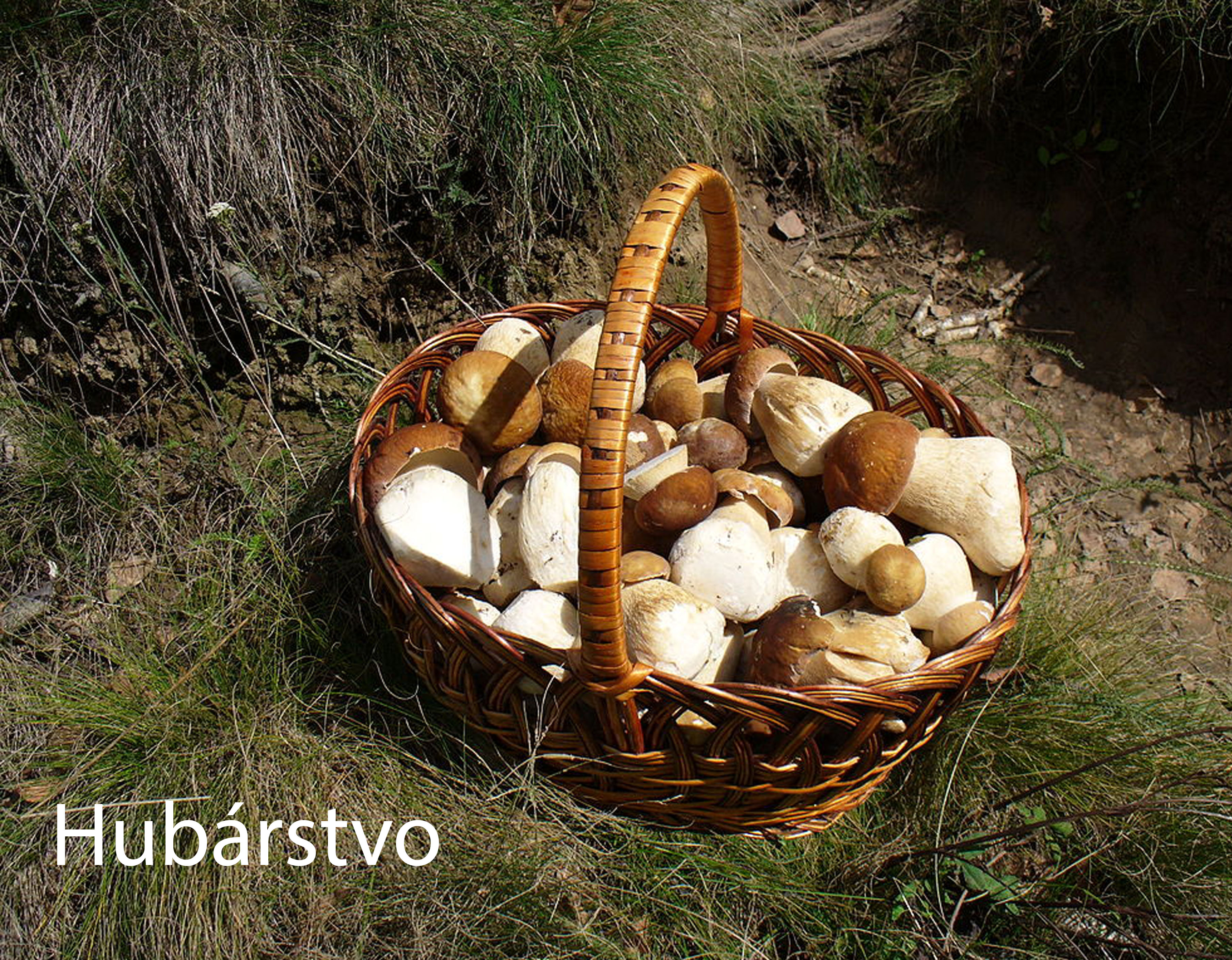 hubarstvo